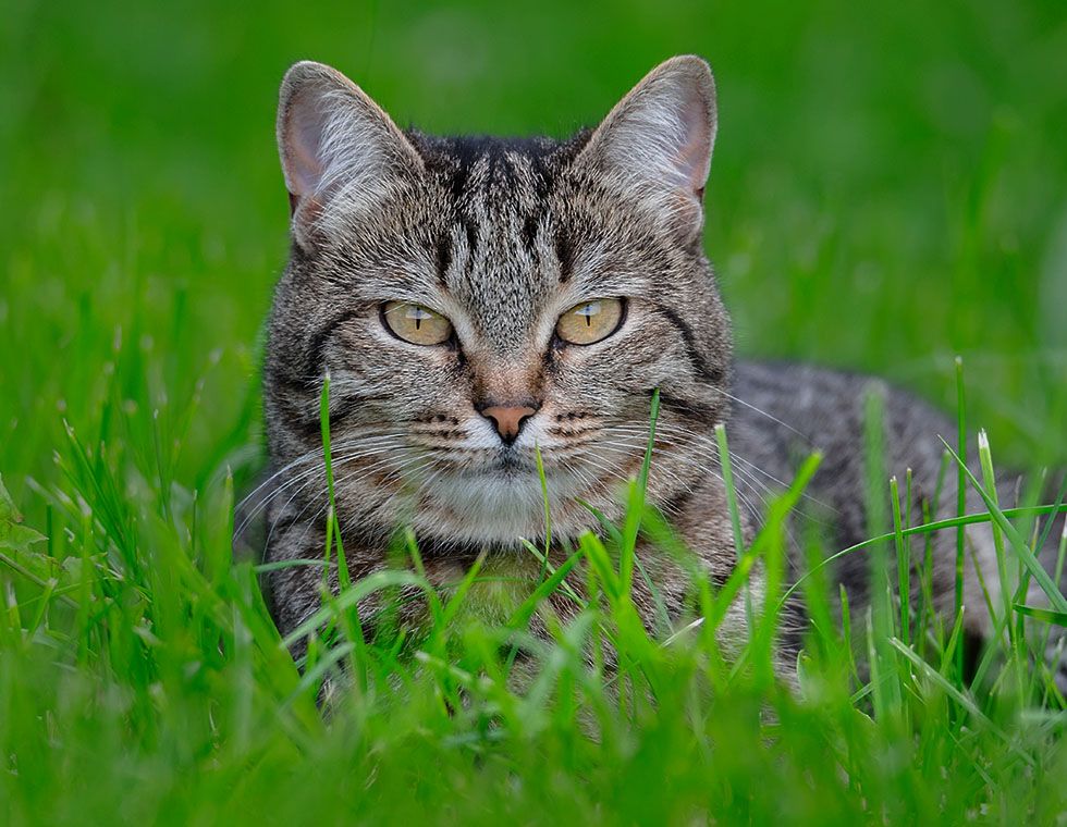 lovely cat sitting green grass