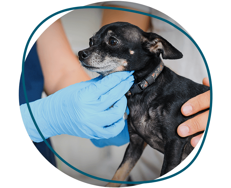 man petting chihuahua dog while veterinarian examining