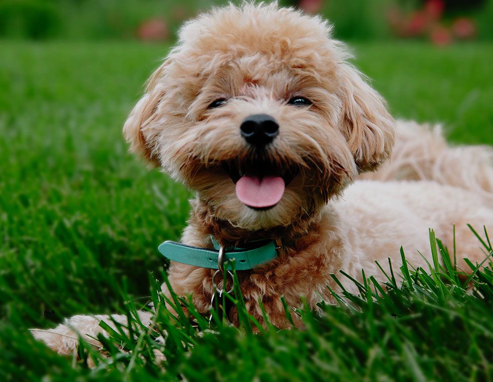 cute dog sitting at green grass