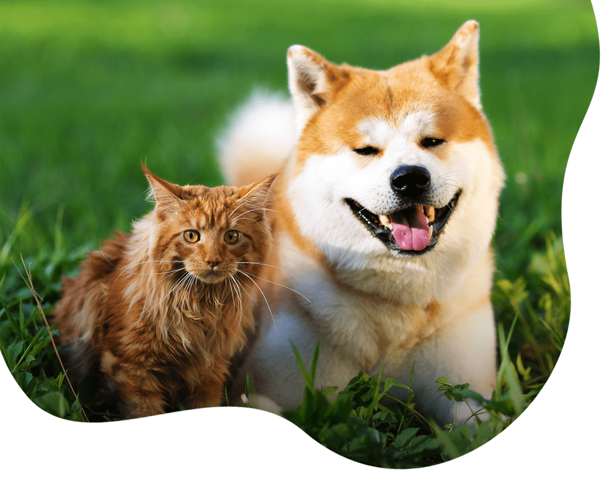 dog and cat together outdoor