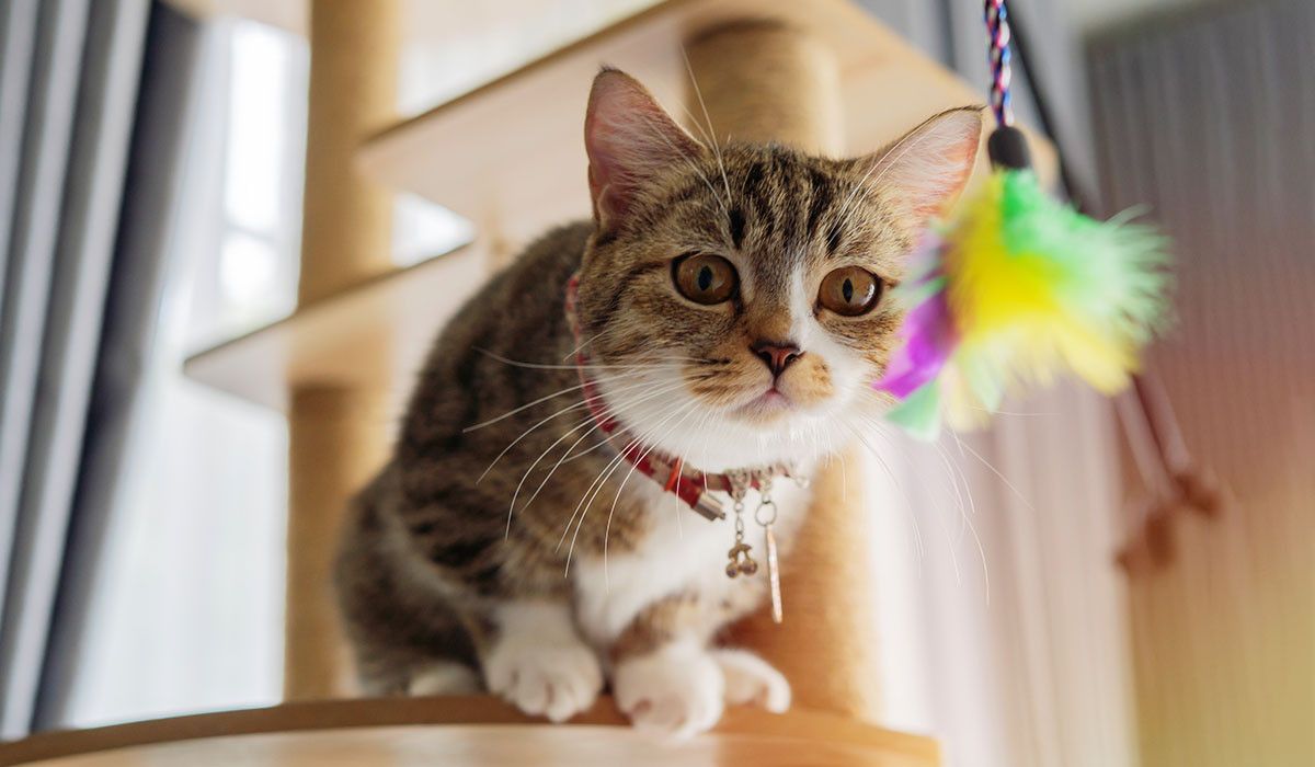indoor-cat-enrichment-feather-play