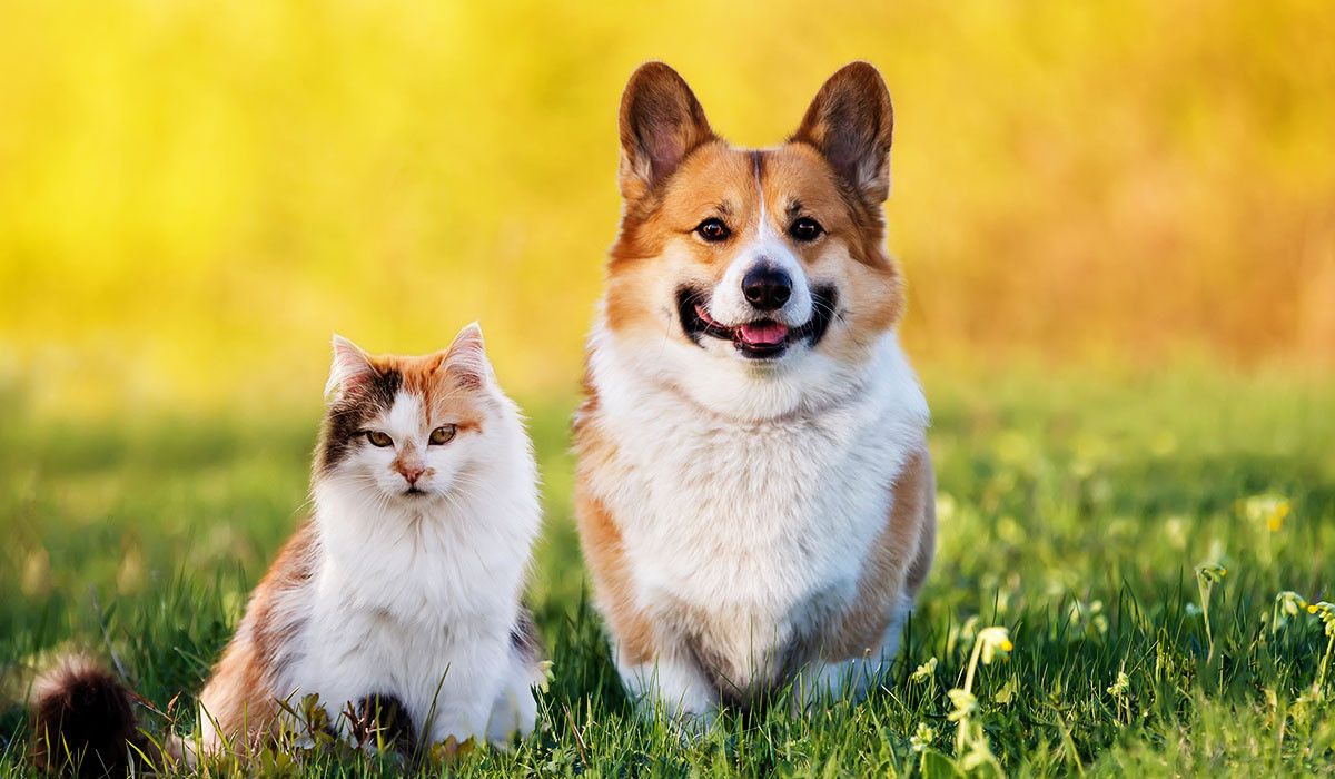 spring-pet-care-heartworm-fleas-ticks