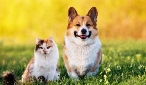 Heartworm, Fleas & Ticks: Protecting Your Pet in the Warm Months