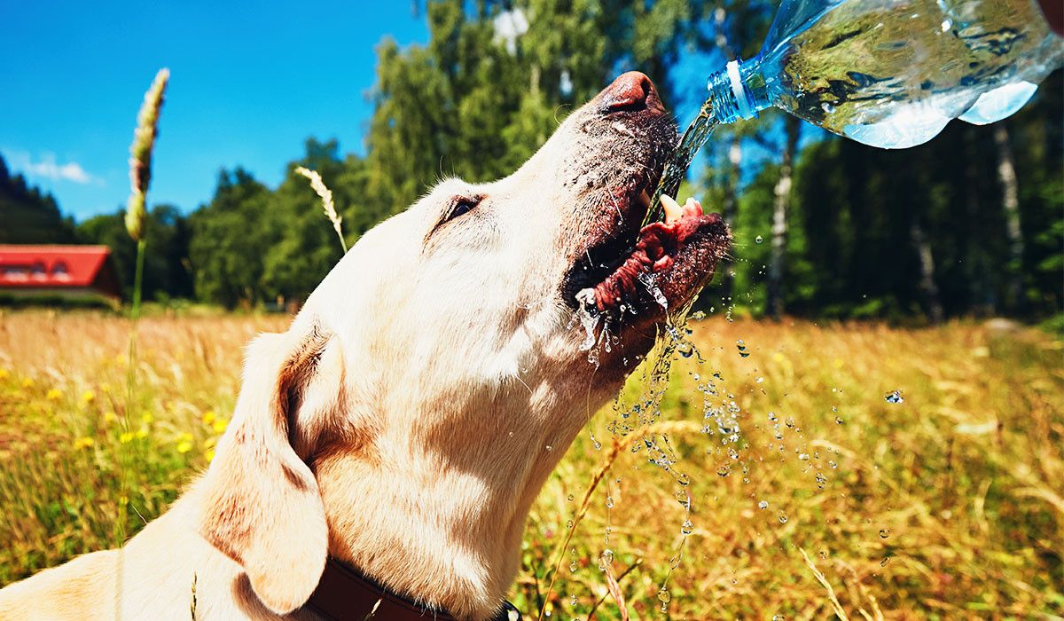 pet-heat-safety-hydration-outdoors