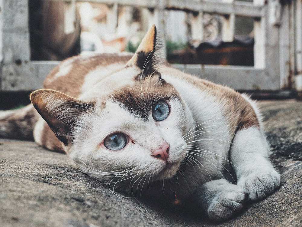 Cat Laying Outside Cat Laying Outside